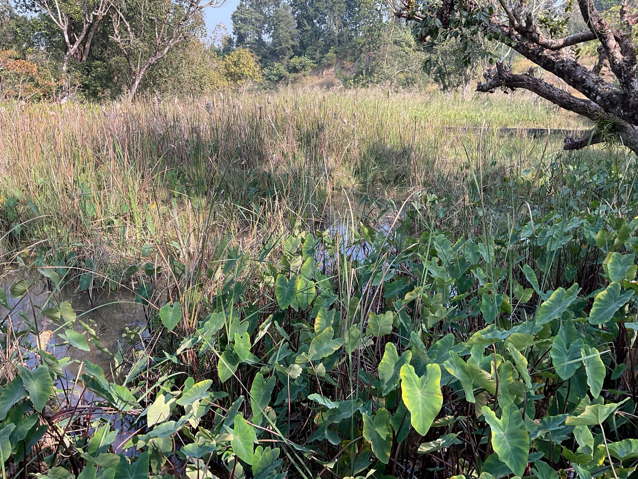 Site for multipurpose pond