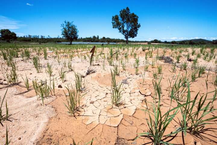 A rice field impacted by a recent cyclone.